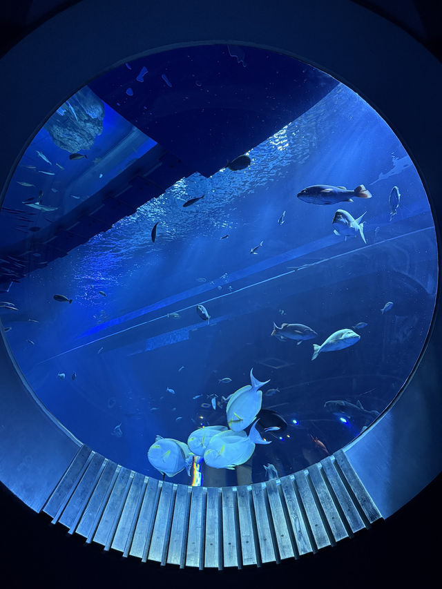 [okinawa]DMM Kariyushi水族館