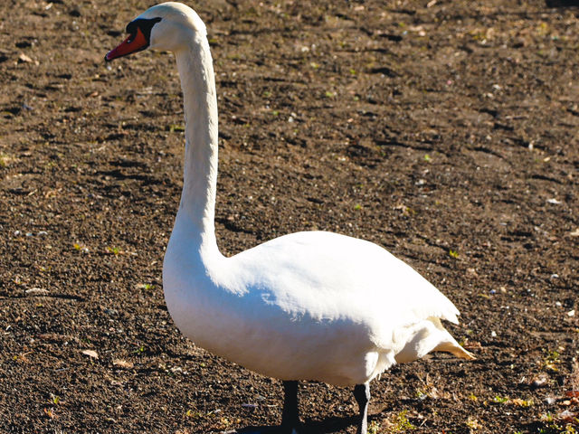 Swan Lake ที่ Lake Yamanakako