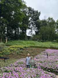 🌸🏞️ ดอยตุง เชียงราย – ธรรมชาติ งดงาม และอบอุ่นใจ