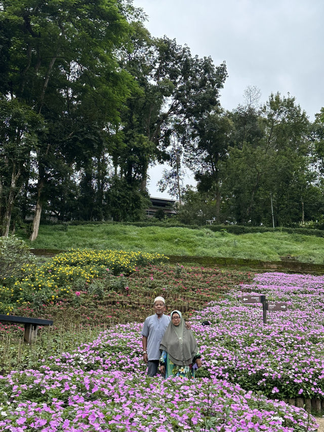 🌸🏞️ ดอยตุง เชียงราย – ธรรมชาติ งดงาม และอบอุ่นใจ