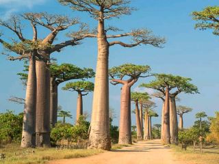 Madagascar: The Island of Natural Mysteries and Wildlife