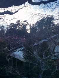 🌸雪解け間近の北鎌倉で、東慶寺の春を呼ぶ梅巡り ＆ まろやか甘酒でほっこり