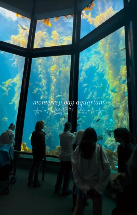 Dive Into Wonder at Monterey Bay Aquarium✨