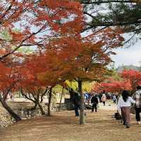 🍂 นาราในช่วงใบไม้เปลี่ยนสี… ใบไม้ร่วงเป็นพรมสีทอง