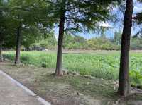 전주여행 도심 속 아름다운 덕진공원🌳
