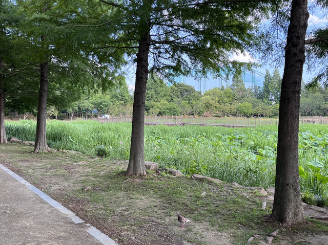 전주여행 도심 속 아름다운 덕진공원🌳