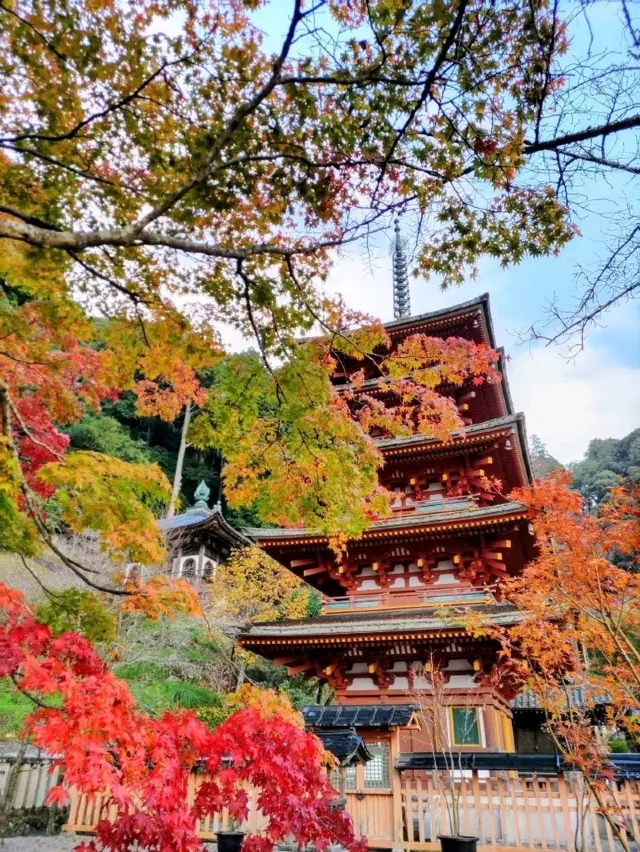 Enjoying Autumn Leaves: A 2-Day, 1-Night Trip