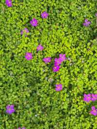 เนินแจ่มใส ที่พักที่โอบกอดด้วยภูเขา 🌸🍃