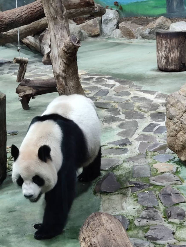 寓教於樂的親子天堂#臺北市立動物園-臺北市文山區
