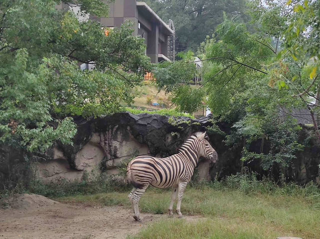 名古屋親子活動最佳場所#名古屋東山動植物園-日本愛知縣名古屋市
