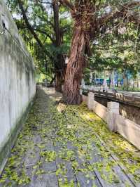 “Echoes of the Past — The Iconic Shangxiahang Canal of Fuzhou”