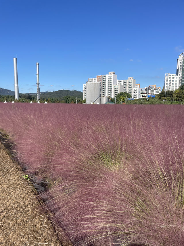 Best autumn escapes near Seoul-Nari Park in Yangju