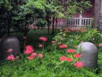 🏵️ ดอกฮิกังบานะเบ่งบานกลางซีอานที่วัด Daxingshan