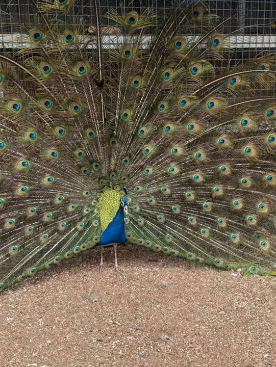 西澳動物園
