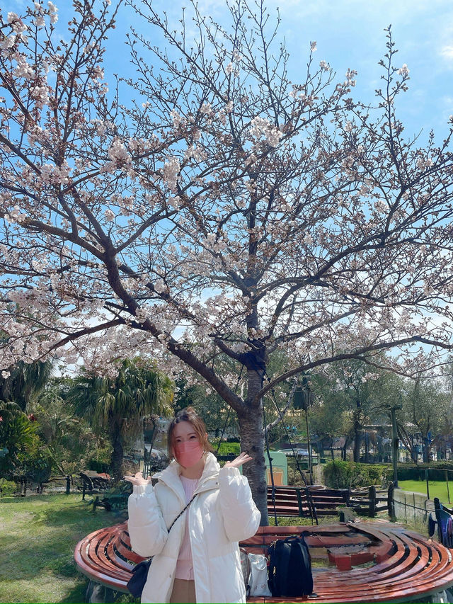 東京迪士尼打卡推介🌸  