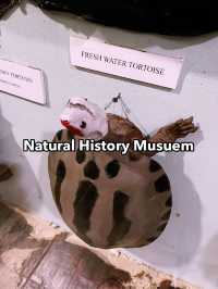 Must-Visit Marvel: The Natural History Museum Kucching