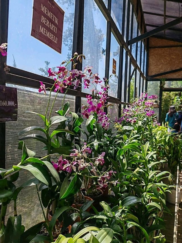 Orchid Forest Cikole: A Blend of Orchids and Cool Pine Woods Orchid Forest Cikole: A Blend of Orchids and Cool Pine Woods