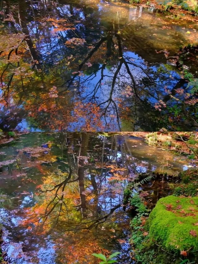 京都法然院紅葉季靜謐之旅🍁