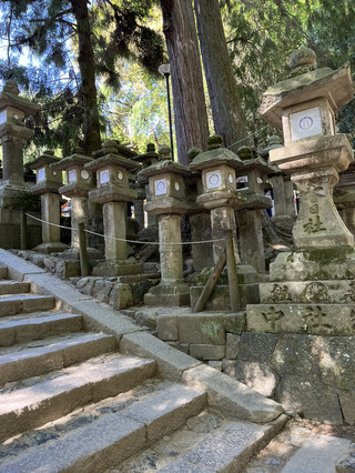 走到奈良公園,真係打卡必到!😍公園入面有好多唔同大小嘅小鹿,全部都唔怕生,仲自己主動走埋嚟等你餵鹿餅,成班都超級可愛,影相一流📸!打卡過程超治癒,啲鹿個樣又呆又天真,真係冇理由唔愛~

睇完梅花鹿之後,建議大家順路行去春日大社,感受下日本咁有歷史氣息嘅地方~沿路會見到成行成市嘅古舊石燈籠,環境又peaceful又莊嚴,記得影埋啲相留念!

P.S. 春日大社係日本非物質文化遺產,奈良文化氣息max,影咗啲相返屋企都係勁有紀念價值~

🦌奈良公園Nara Park  
地址:奈良縣奈良市芝辻町  
交通:由近鐵奈良站步行約5分鐘就到  
開放時間:全天候開放  

🌸春日大社Kasuga Taisha  
地址:奈良縣奈良市春日野町160  
開放時間:6:30-17:30(冬季至17:00)  

去奈良旅行,呢兩個景點一定要排入行程!天氣好,影相啲鹿同神社背景一流,真係冇得輸~🥰