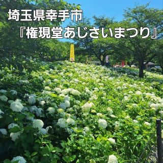 権現堂桜堤のあじさいまつり‼️
