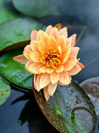 🌿 Flower Planet | A Summer Painted in Water Lilies