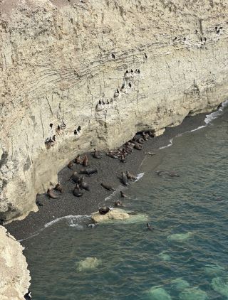 Puerto Madryn: A Close Encounter with Sea Lions