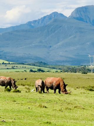 Botlierskop Private Game Reserve: An Up-Close Safari Experience Near the Garden Route