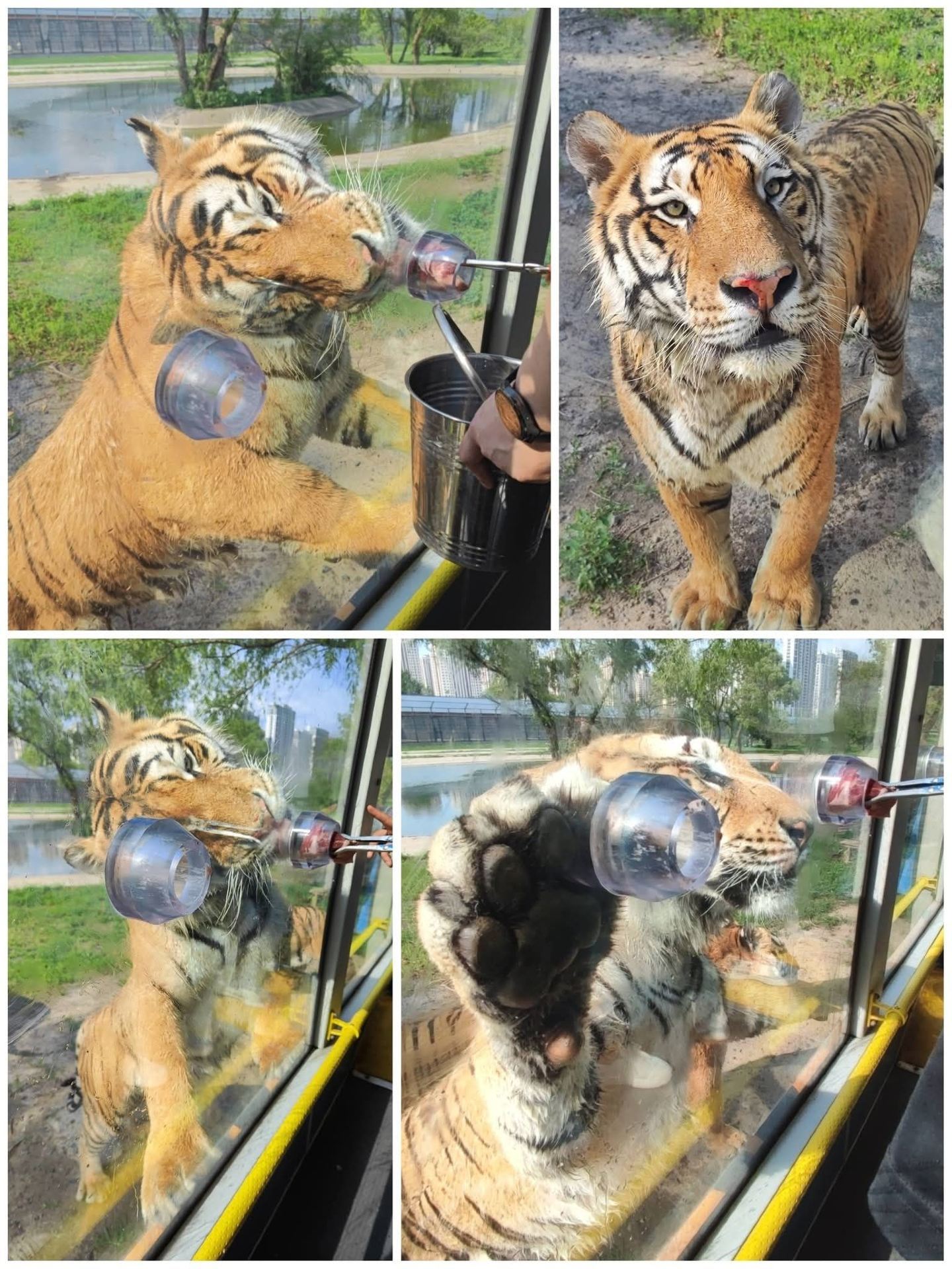 Harbin Siberian Tiger Park 🐅