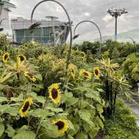 Sunflower Garden @ Changi Airport T2 transit