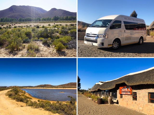 南非-開普敦🇿🇦大遷徙以外看非洲動物的好地方