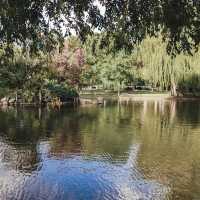 Boston Public Garden