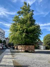 【東京都浅草🇯🇵今戸神社】縁結びの神様⛩️招き猫がお出迎え☺️