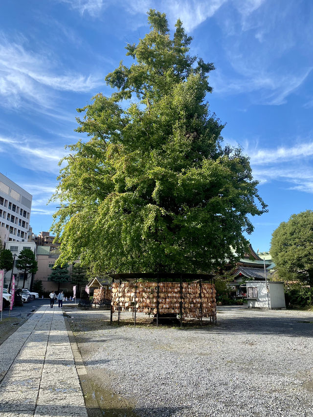 【東京都浅草🇯🇵今戸神社】縁結びの神様⛩️招き猫がお出迎え☺️