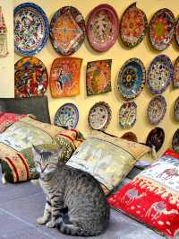 Istanbul Cats Rule the City: 5 Furry Facts You’ll Love 😻