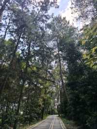 長江森林公園空氣清新