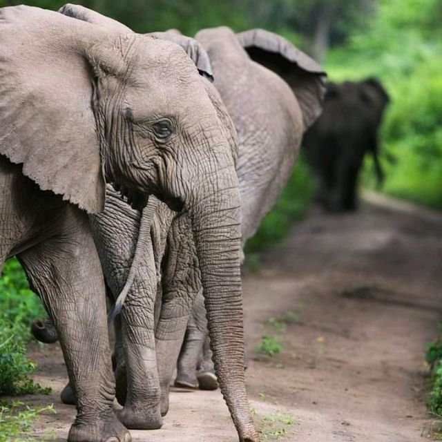 three days safari ngorongoro crater 