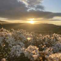 The Flowers of Wales