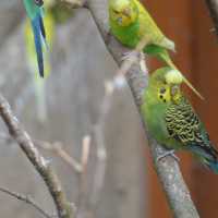 Lovely animal in Tierpark…Greifswald