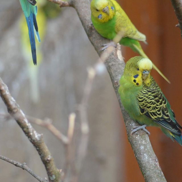 Lovely animal in Tierpark…Greifswald
