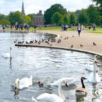  Hyde Park & London 🦢 