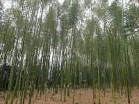 Majesty of Kyoto's Bamboo Forest