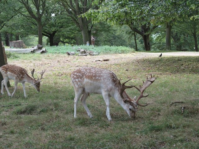 Richmond Park's Natural Majesty
