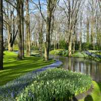 Keukenhof at Amsterdam💐 