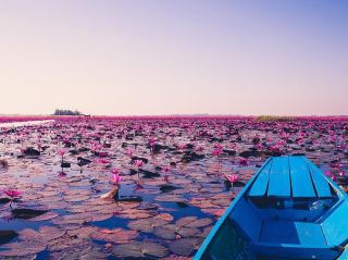 Red lotus 🪷 lake 🇹🇭 