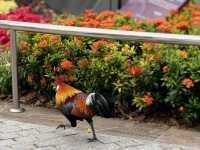 Skyline Dreams & Garden Gleams: A Singapore Story