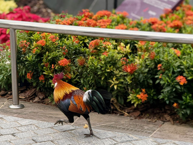Skyline Dreams & Garden Gleams: A Singapore Story