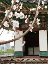 【昌徳宮】韓国ドラマの舞台！ソウルの世界遺産へ