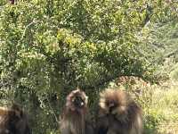 Simien National Park 