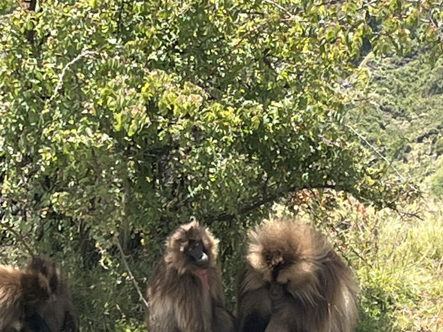Simien National Park 