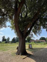 Step Into History: Discover the Magic of National Trust Sites